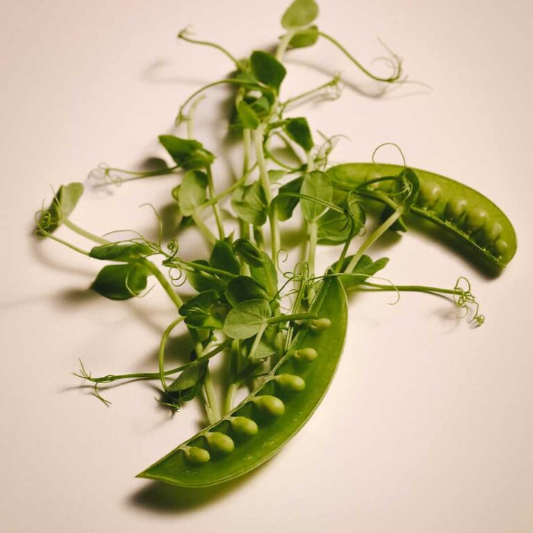 freshingredienten_0000s_0003_Pea.jpg